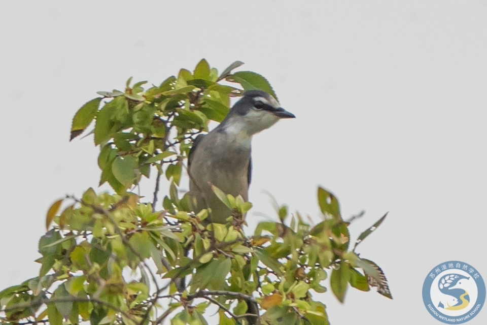 时隔三年国内罕见鸟类再次来访苏州